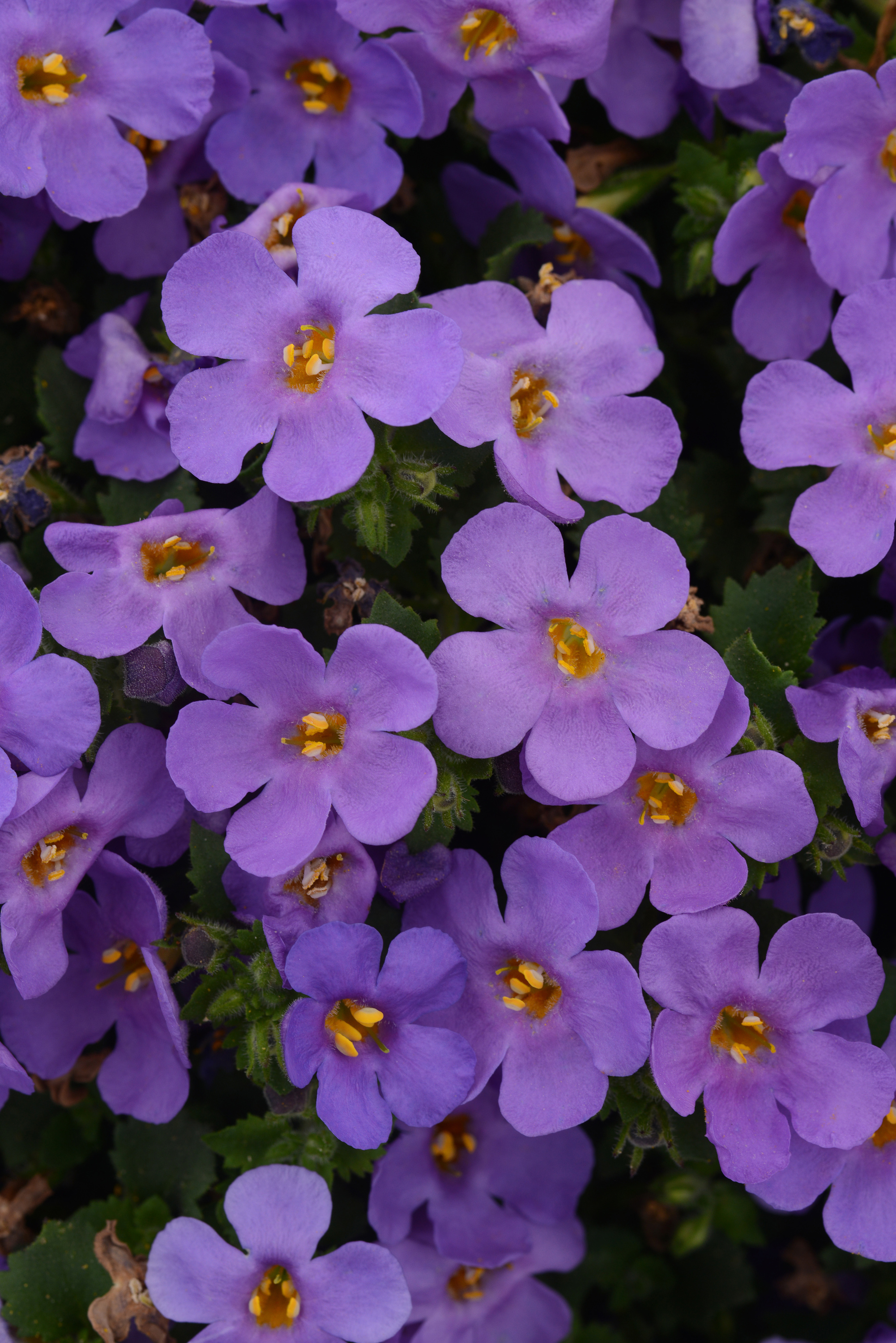 Bacopa - MegaCopa Blue