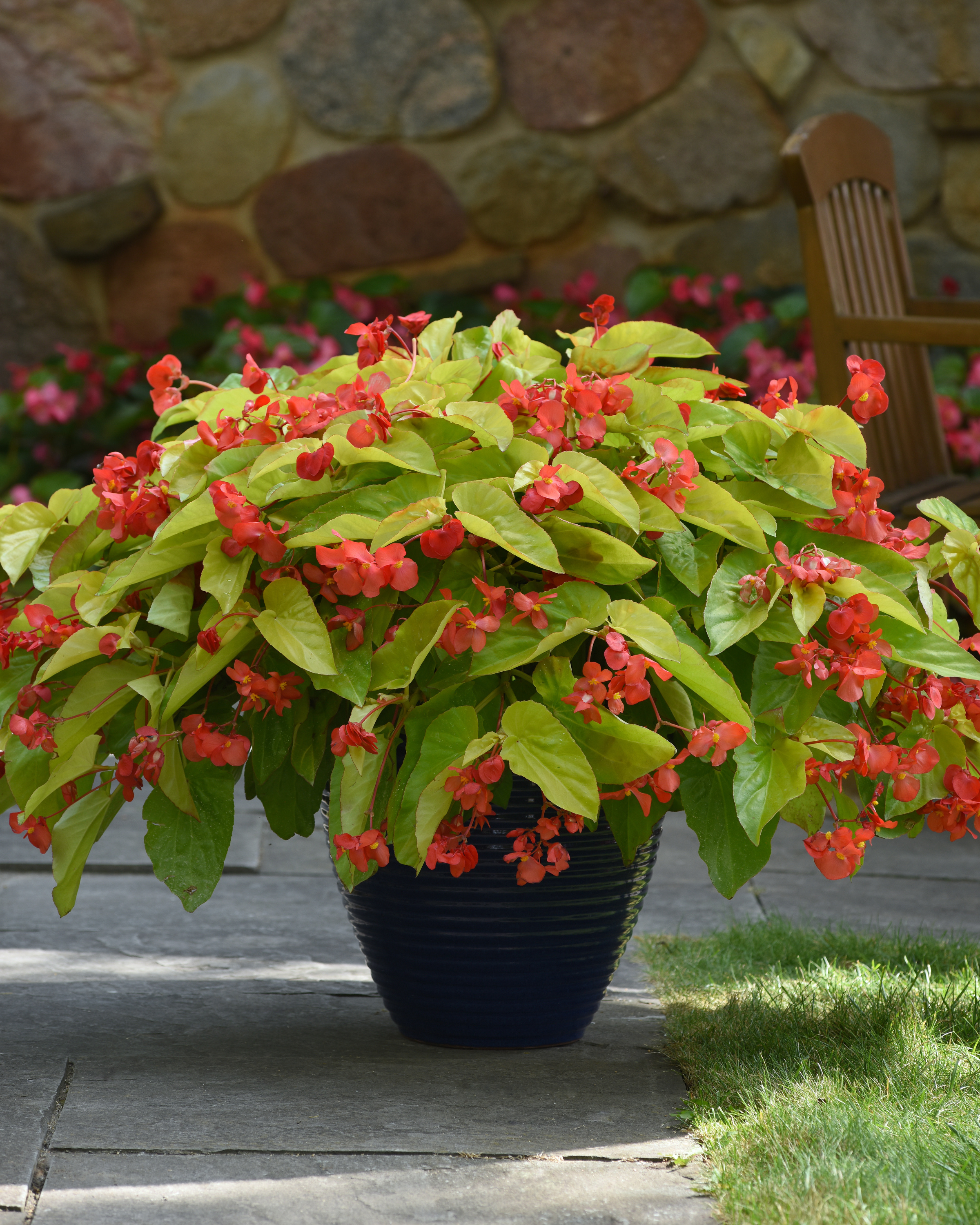 Begonia - Canary Wings