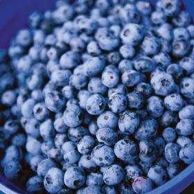 Blueberry-Northblue