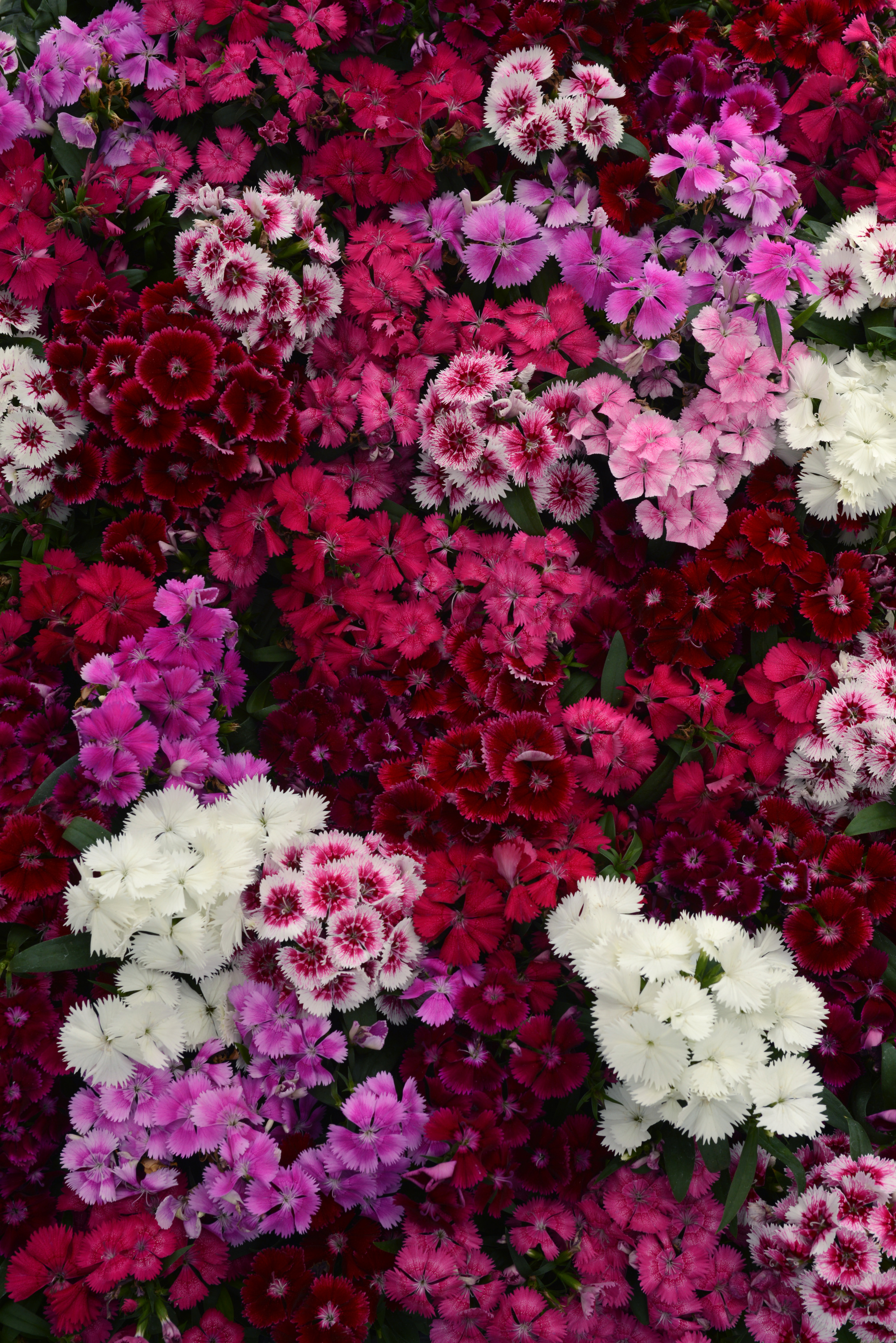 Dianthus - Floral Lace Mix