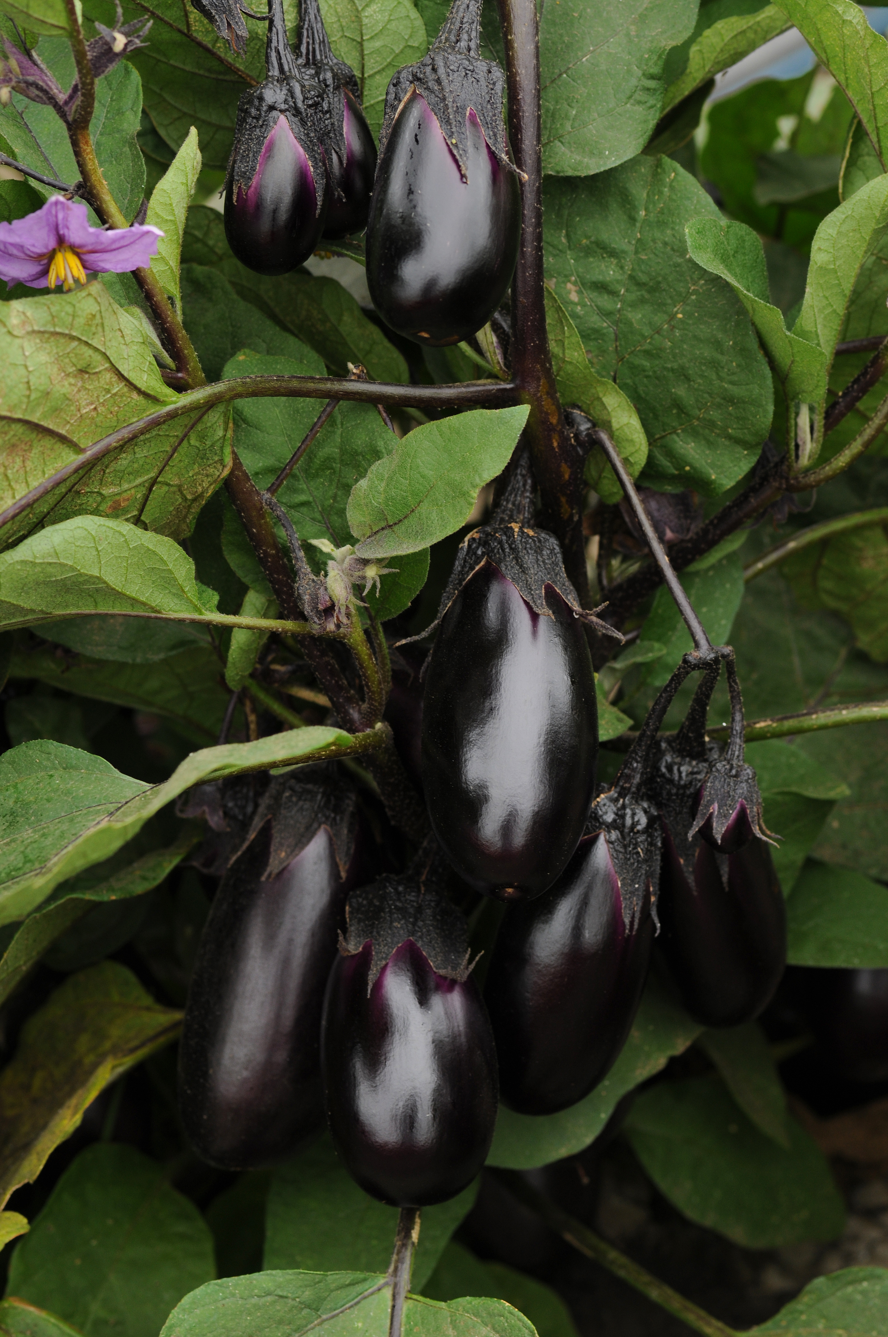Eggplant - Patio Baby