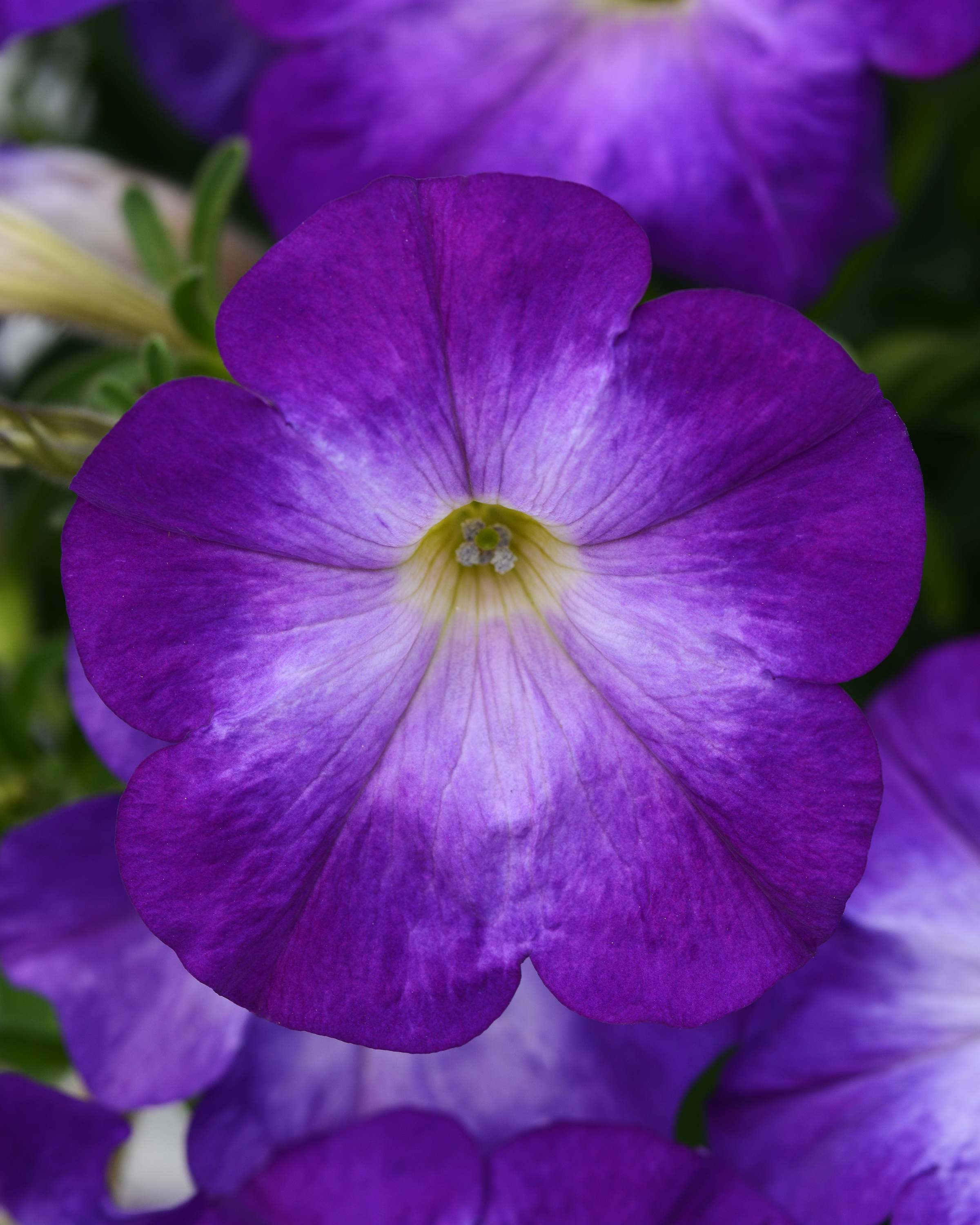 Petunia - ColorBlitz Bluerific