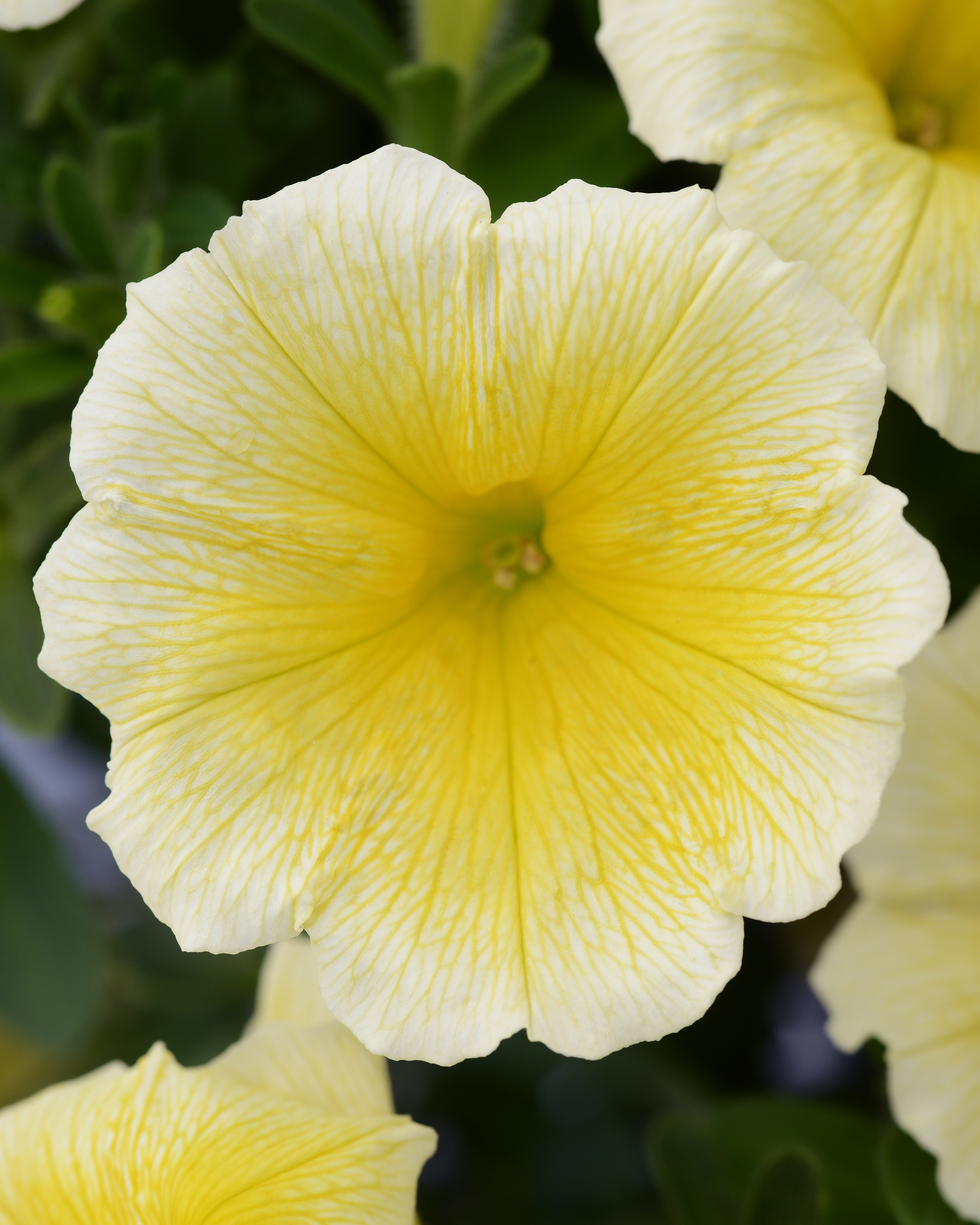 Petunia - ColorBlitz Yellow