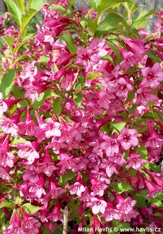 Weigela-Rumba