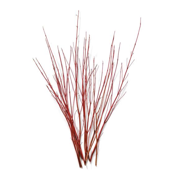 Branches-Red Dogwood 