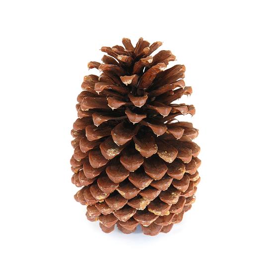 Cones-Pine Cones - Large