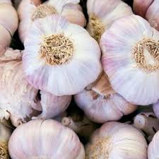 Garlic