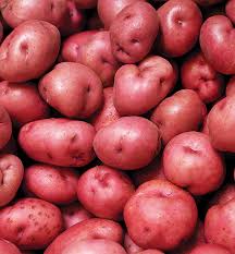 Potato Seed - Norland