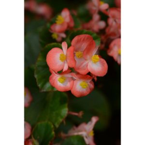 Begonia - Baby Wing Bicolor