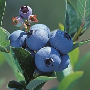 Blueberry-Polaris