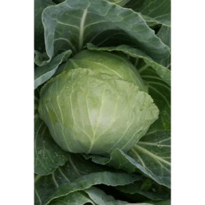 Cabbage - Katarina