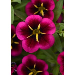 Calibrachoa - Cabaret Good Night Kiss