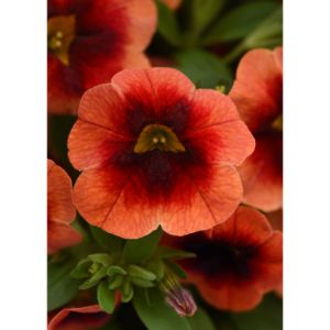 Calibrachoa - MiniFamous Neo Lava Red Eye