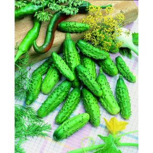 Cucumber Homemade Pickles - Pickling