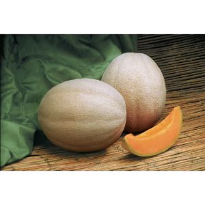 Cantaloupe - Melon