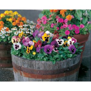 Pansy - Majestic Giant Mix