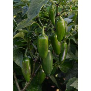 Pepper - Jalapeno - Hot