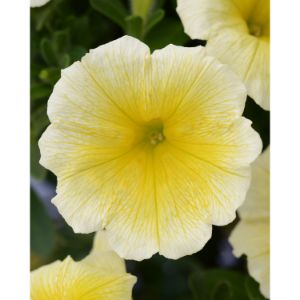 Petunia - ColorBlitz Yellow