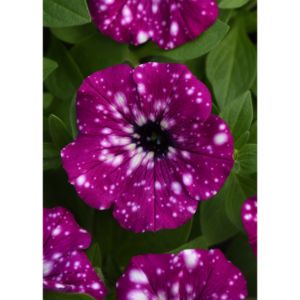 Petunia - Headliner Electric Purple Sky