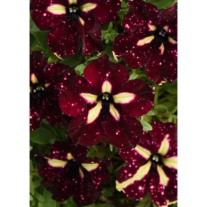 Petunia - Headliner Starry Sky Burgundy