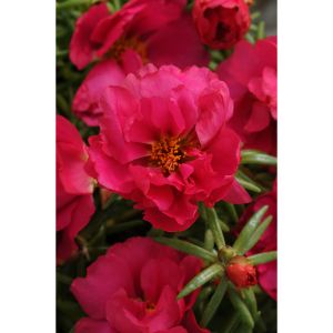 Portulaca - Happy Trails Fuschsa