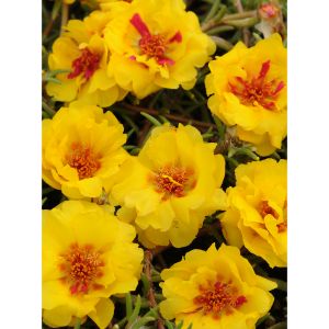 Portulaca - Happy Trails Yellow