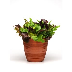 Lettuce - Salad Bowl Mix