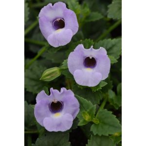 Torenia - Summer Wave Silver